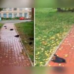 Misterio en Rusia por cientos de cuervos que caen muertos del cielo