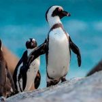 Más de 60 pingüinos mueren por picaduras de abeja en Sudáfrica