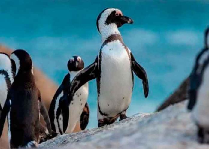 Más de 60 pingüinos mueren por picaduras de abeja en Sudáfrica