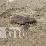 MARENA libera tortuguillos en la Reserva Padre Ramos en El Viejo