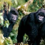 ¡Peculiar sorpresa! Gorilas sorprenden a visitantes teniendo amoroso encuentro