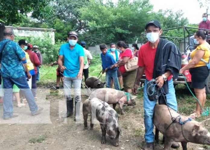 Entregan cerdas para fortalecer la producción porcina en Tipitapa