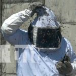 Bomberos trabajaron varias horas exterminado un enjambre de abejas en Managua