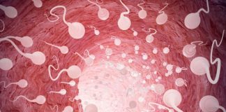 Científicos crean espermatozoides funcionales a partir de células madre