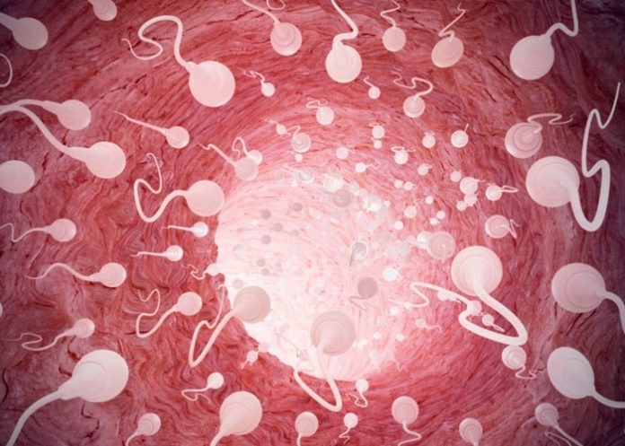 Científicos crean espermatozoides funcionales a partir de células madre
