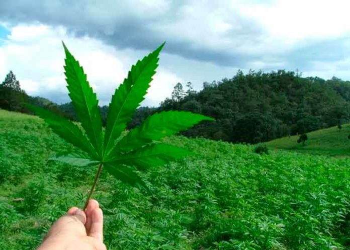 Opiniones cruzadas en Panamá por aprobación del uso medicinal de la marihuana.