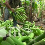 Cosecha de plátano comienza a salir en la Isla de Ometepe