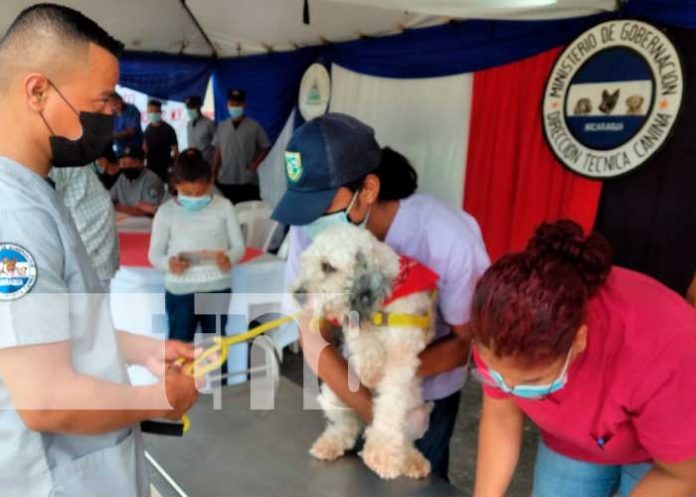 Brindan atención médica veterinaria a animales domésticos en Tipitapa