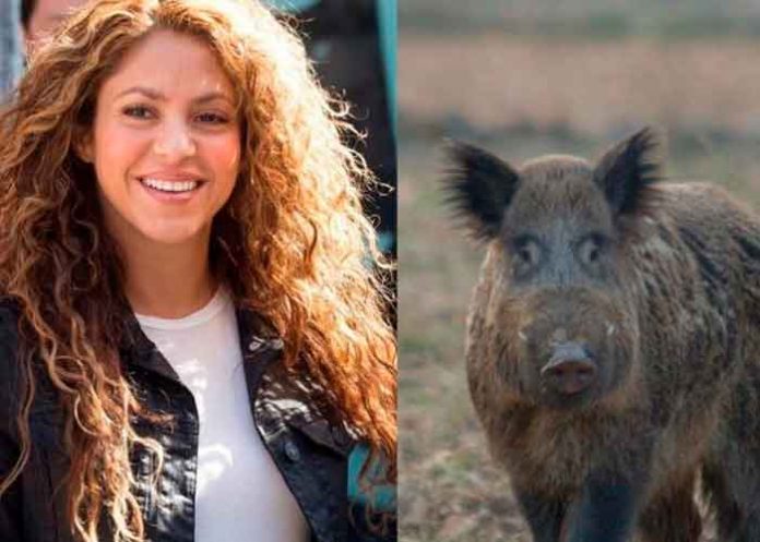 Shakira y su hijo fueron atacados por jabalíes en un parque de Barcelona