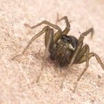 Una nueva especie de araña cazadora es descubierta en Ecuador