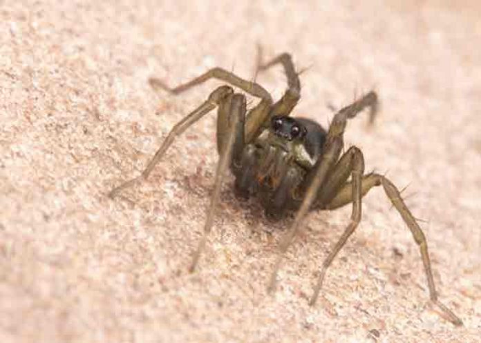 Una nueva especie de araña cazadora es descubierta en Ecuador