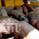 INTA hace entrega de 45 cerdos para las familias emprendedoras de Nandaime