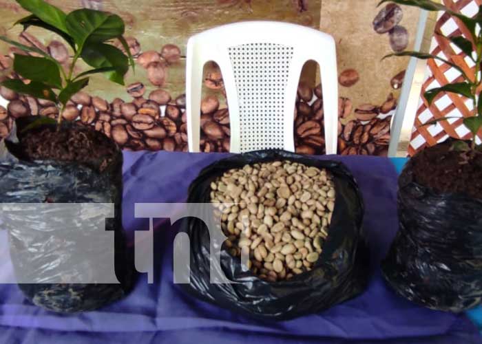 Promueven cultivo y comercialización del café en Siuna