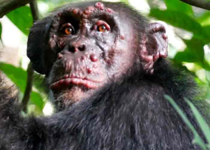 Confirman casos de lepra en chimpancés salvajes de África