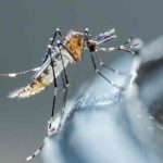 Desarrollan fármaco capaz de tratar variantes del virus del dengue