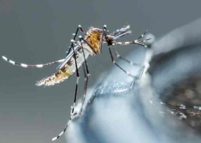 Desarrollan fármaco capaz de tratar variantes del virus del dengue