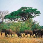 Un elefante mata a un presunto cazador furtivo en Sudáfrica