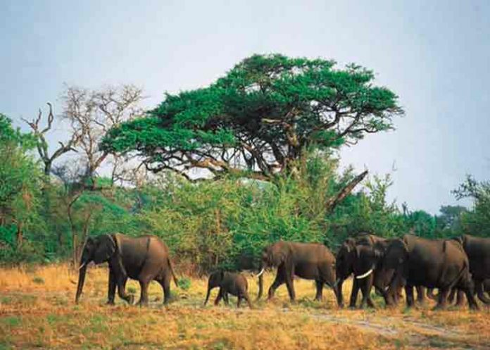 Un elefante mata a un presunto cazador furtivo en Sudáfrica
