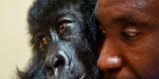 Ndakasi, la famosa gorila huérfana muere en los brazos de su cuidador