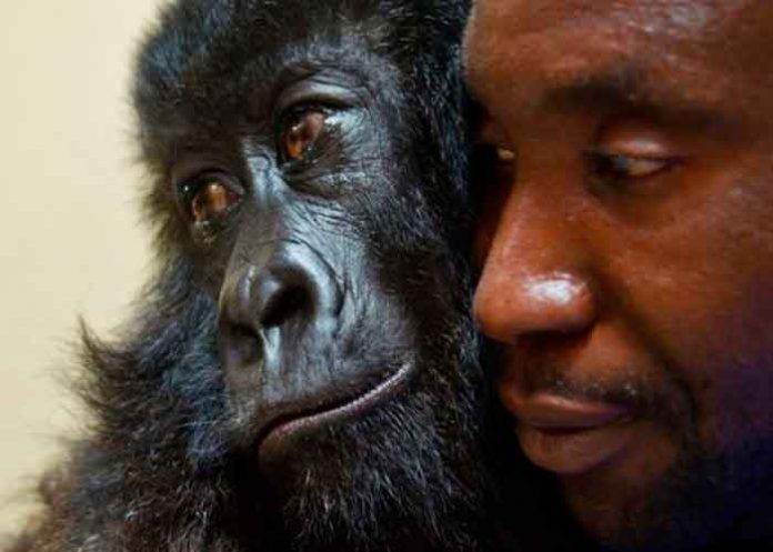 Ndakasi, la famosa gorila huérfana muere en los brazos de su cuidador