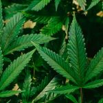 Debates en alemania sobre la legalización del cannabis