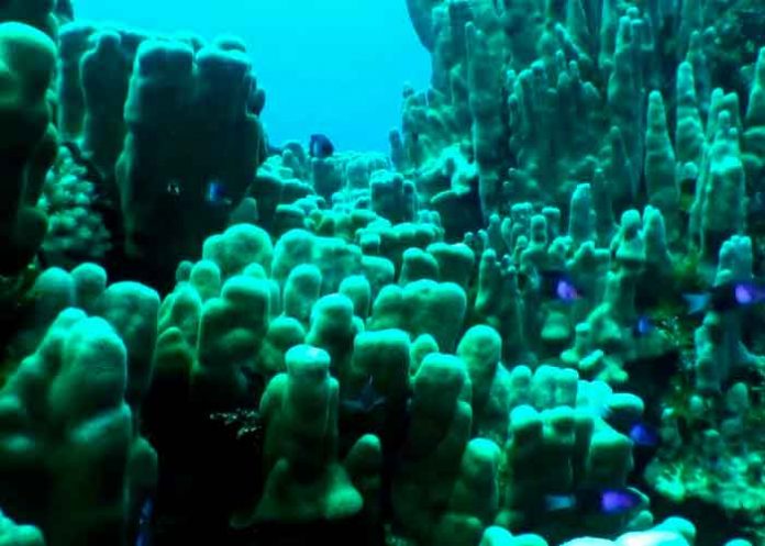 ¡Increíble! Capturan extraña criatura marina que parece 'de otro planeta'