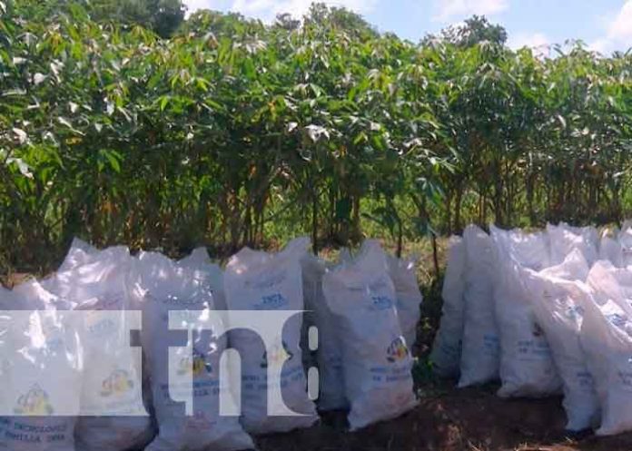 INTA presenta variedad de yucas a productores de Nicaragua