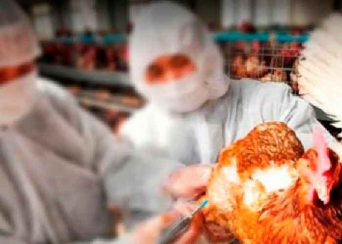 Detectan nuevo caso de gripe aviar en humanos