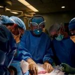 ¡Un éxito! Logran trasplantar un riñón de cerdo a un humano por primera vez
