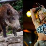 Shakira y su hijo fueron atacados por jabalíes en Barcelona