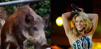 Shakira y su hijo fueron atacados por jabalíes en Barcelona