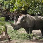 Muere Toby, el rinoceronte blanco más viejo del mundo en Italia