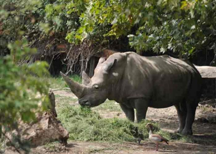 Muere Toby, el rinoceronte blanco más viejo del mundo en Italia