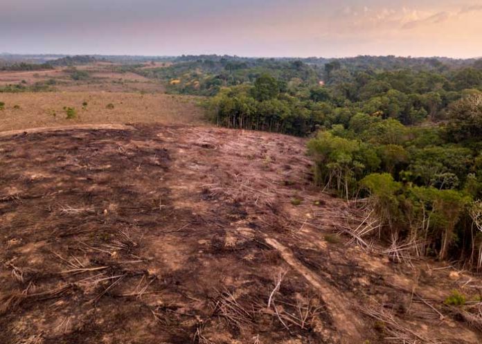 Deforestación en la Amazonia brasileña alcanza cifra récord