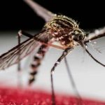 Casos de dengue siguen aumentando en Nueva Delhi, India