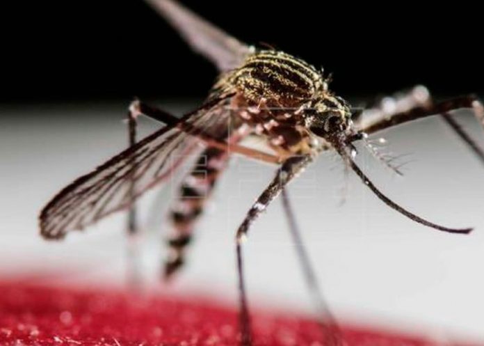 Casos de dengue siguen aumentando en Nueva Delhi, India