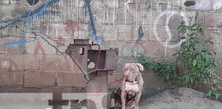 Pitbull deambulando en barrio de Managua