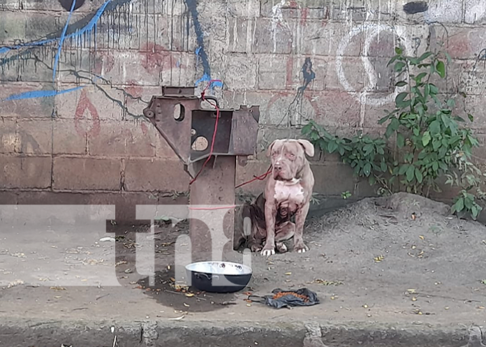 Pitbull deambulando en barrio de Managua
