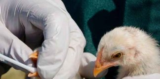 Más de 36 mil animales sacrificados por brote de gripe aviar en Alemania