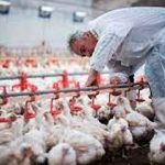 OIE reporta presencia de tres variantes de gripe aviar en Europa y Asia