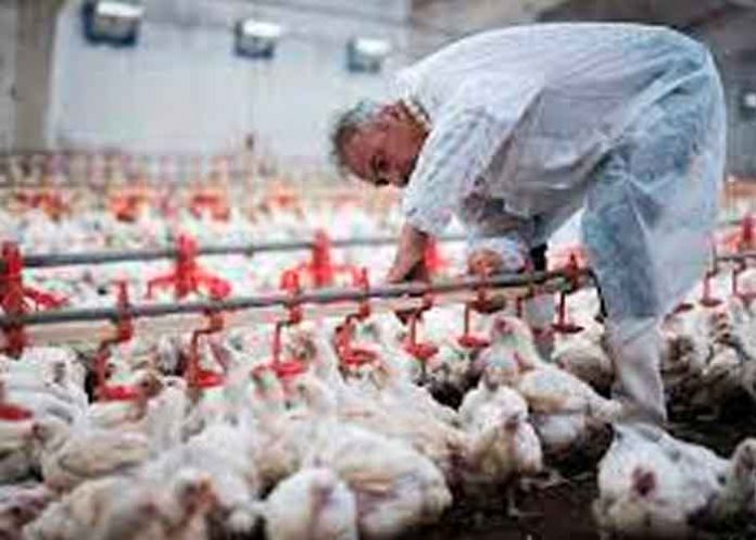 OIE reporta presencia de tres variantes de gripe aviar en Europa y Asia