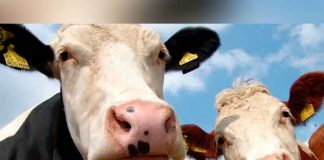 Investigan dos casos sospechosos de vacas locas en humanos en Brasil