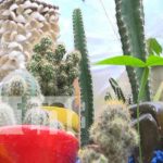 Cactus Los Pitirrines presente en Nicaragua Emprende