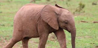 Pequeño elefante muere después de perder la mitad de su trompa en Indonesia