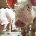 Granja alemana sacrificará 4.000 cerdos por gripe porcina