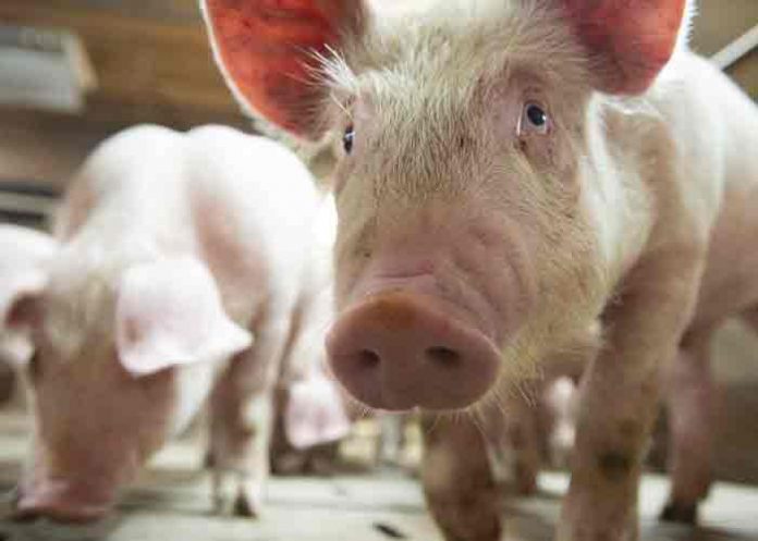 Granja alemana sacrificará 4.000 cerdos por gripe porcina