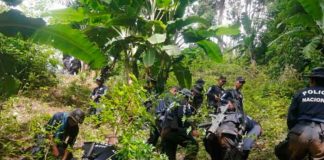 En Tegucigalpa ubican más de 87 arbustos de coca