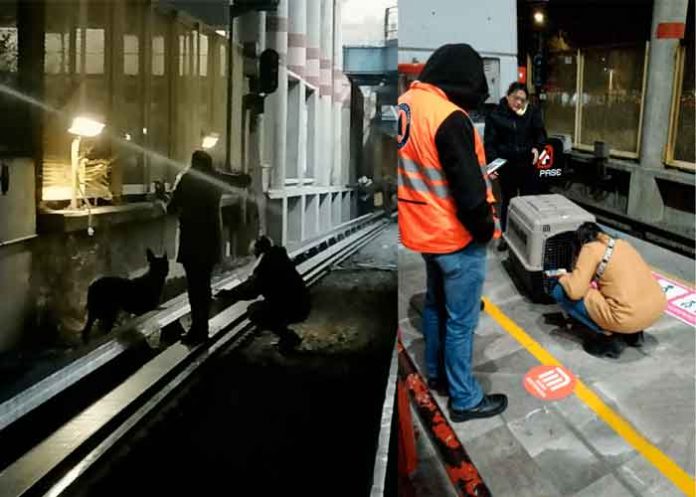 Pura telenovela: Tras 20 días, rescatan a perro en el metro de CDMX, México