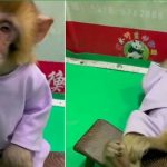 Video de un mono 'fumón' indigna a las redes sociales