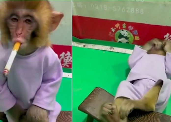 Video de un mono 'fumón' indigna a las redes sociales
